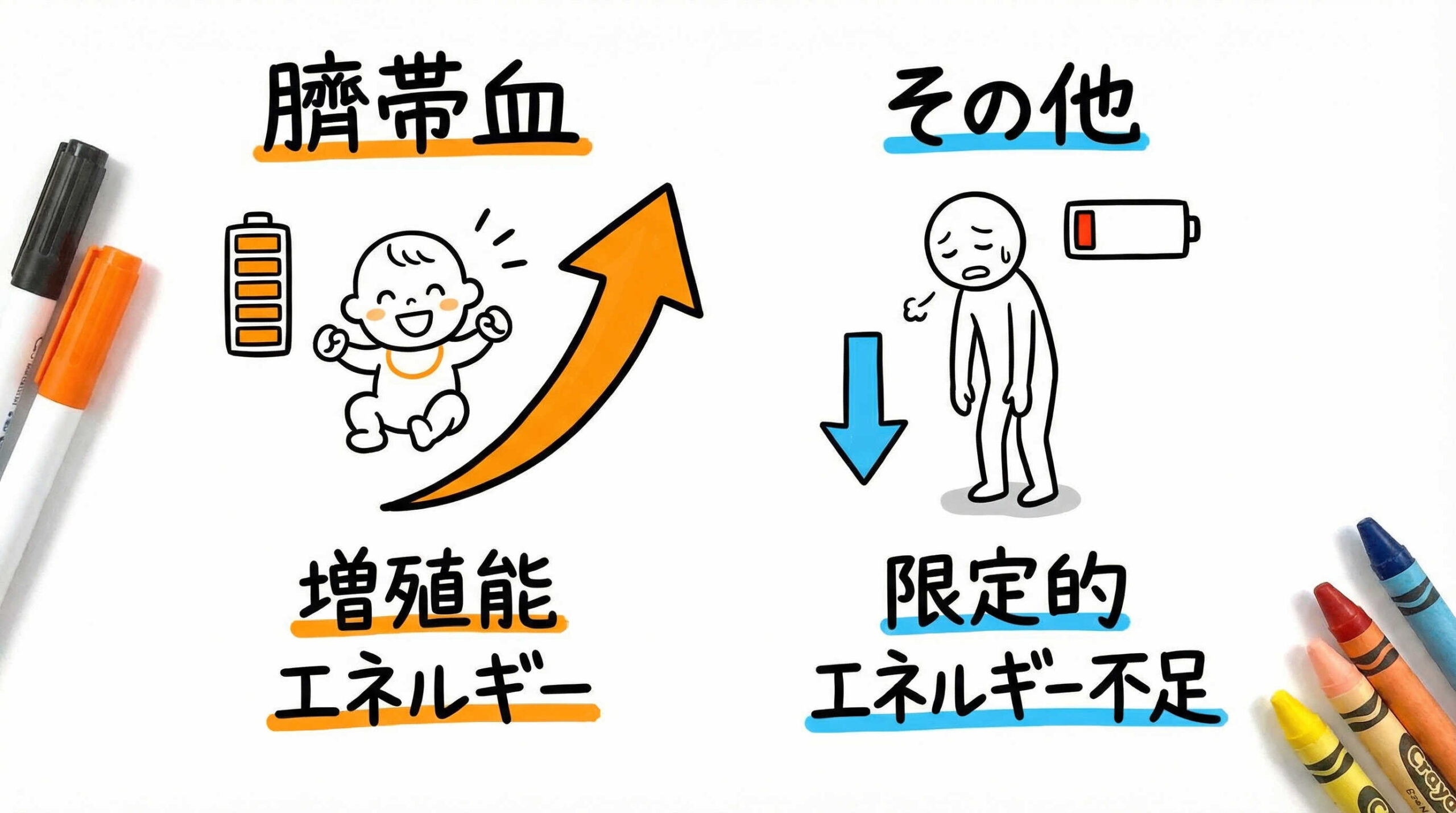 臍帯血由来幹細胞の特性と利点：他由来を凌駕する「若さ」と「増殖能」