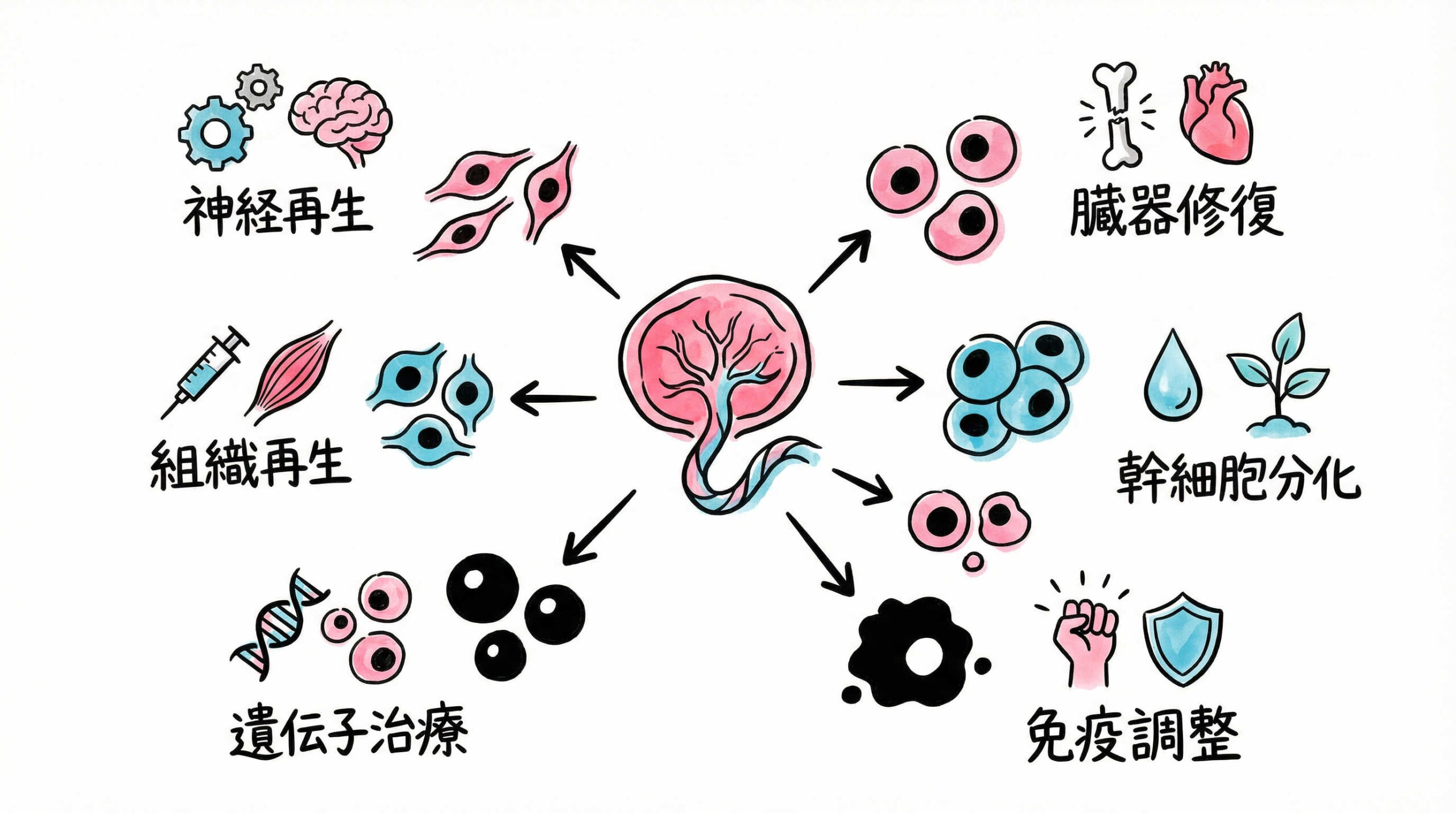 臨床応用が進む主な周産期組織由来細胞の種類と特性